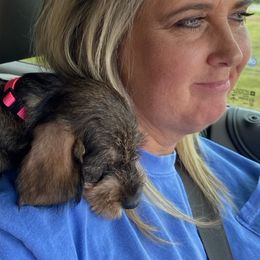 Dachshund Puppies from Two River Wirehaired Dachshunds
