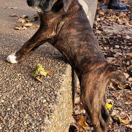 Boxers from Max Caliber Boxers