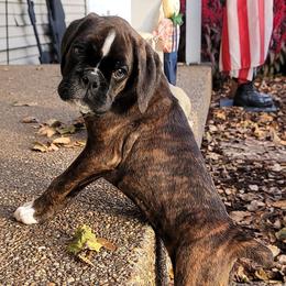 Boxers from Max Caliber Boxers