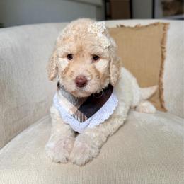 Opal - Cream female Labradoodle puppy in Newark, Ohio from Raising Doodles