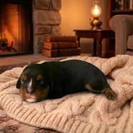Lacey - Black and tan female Cavalier King Charles Spaniel puppy in Pennsylvania from Julie's Cavalier King Charles Spaniels