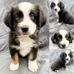 Black tri male 1 - Black tri male Miniature Australian Shepherd puppy in Brooker, Florida from Honey, I Shrunk the Aussies