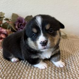 SKILLS - Black and tan male Pembroke Welsh Corgi puppy in Hinton, Oklahoma from Green Cloud Ranch