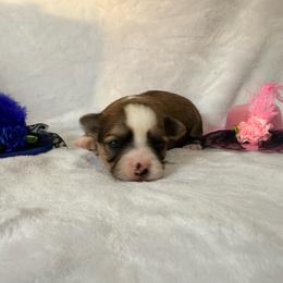 Lupita - Chocolate sabled fawn female Chihuahua puppy in Seneca, Missouri from Stephanie’s Puppy Colony