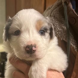 Australian Shepherd Puppies from Cherry City Kennels