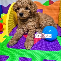 Poodle Puppies from Poodle Avenue