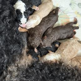 Boy 4 - Red male Bernedoodle puppy in Bellville, Ohio from Bernedoodle Buddies
