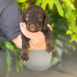 Copper - Chocolate male Cavapoo puppy in Millersburg, Ohio from T Sanctum