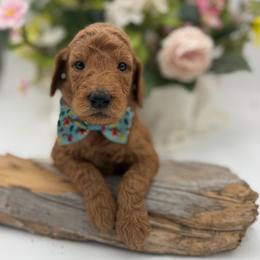 Mikey - Apricot male Goldendoodle puppy in Willacoochee, Georgia from Kitandkboodle's Doodles