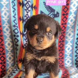 Pink girl - Black and mahogany female Rottweiler puppy in Custer County, Oklahoma from Rough Creek Kennels