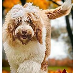 Chinchilla - Australian Labradoodle