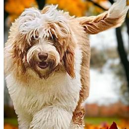 Chinchilla - Australian Labradoodle
