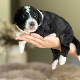 Ike - Tri-color male Bernedoodle puppy in Yuciapa, California from AlltheDoodlez_