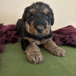 Mr Green - Black and tan male Airedale Terrier puppy in Huntersville, North Carolina from Cool Hand Luke Kennels