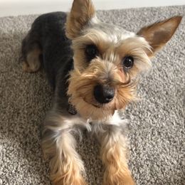 Miniature Schnauzers and Yorkshire Terriers from Two Feral Kids Snorkies