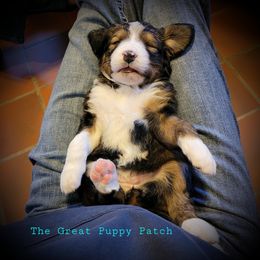 Bernedoodle Puppies from The Great Puppy Patch