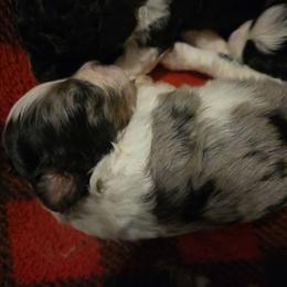 Pebbles - Blue merle female Aussiedoodle puppy in Galena, Illinois from Perry's doodles
