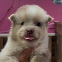 Lilac - Lavender female Pomsky puppy in Spring Hill, Florida from PDQ Pomskies