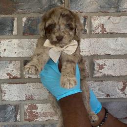 Pear - Merle female Goldendoodle puppy in Richmond, Texas from Harper’s Heartbeats