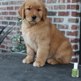 Golden Retriever Puppies from Lyons Golden Retrievers