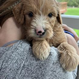 Goldendoodle Puppies from Doodifuldoods