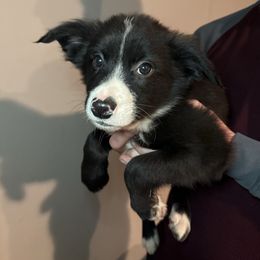 Male 3. - Seal male Border Collie puppy in Asheboro, North Carolina from Coble Kennels