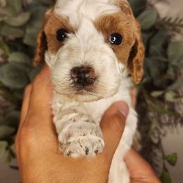 Mochi - Blenheim male Cavapoo puppy in Roseville, California from Heavenly Goldendoodles