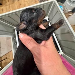 Venus - Phantom female Bernedoodle puppy in Rock Hill, South Carolina from LolliPop Farms