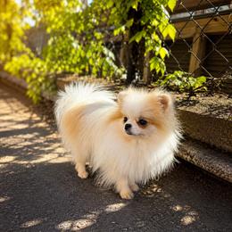 Mini Pomeranian Melody - Cream female Pomeranian puppy in Brooklyn, New York from Svitlana's Pomeranians