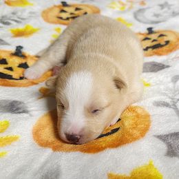 Girl3 - Lavender female Pomsky puppy in Bolton, Connecticut from Elle Pomsky