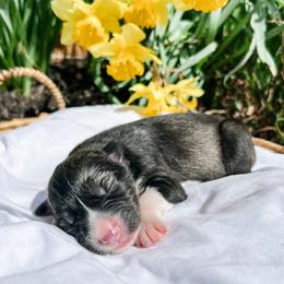 Siberian Husky Puppies from Wooly Woof Siberians
