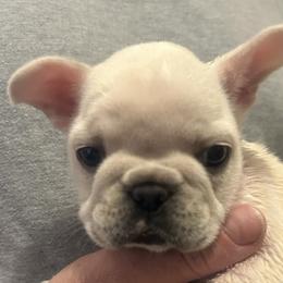 EMMIE.     cream purple collar - Cream female French Bulldog puppy in Rhode Island from Hope Valley Hounds