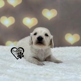 Ralph - Cream male Dachshund puppy in Nashville, Arkansas from Cuddles n Curls