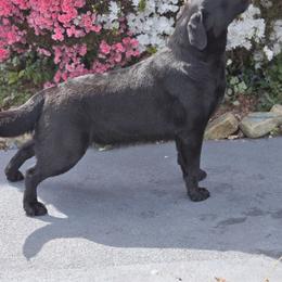 Angel - Labrador Retriever