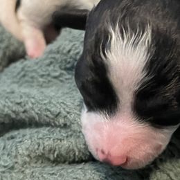 Alex - Companion Cross puppy from CocoPuff Breeders