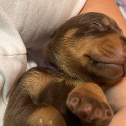 Doberman Pinschers from Adhelm Dobermans