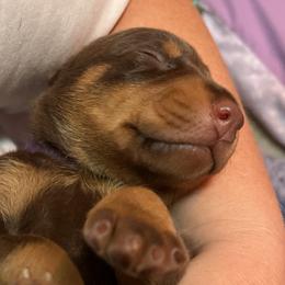 Doberman Pinschers from Adhelm Dobermans
