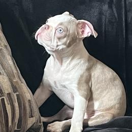 Boston Terrier and Rat Terrier Puppies from Sugar Baby Bostons