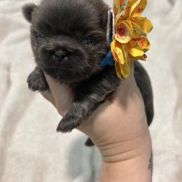 Lady Josephine - Blue female Shih Tzu puppy in Trinity, North Carolina from Trinity Shih Tzu