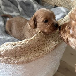 Cavapoo Puppies from Coles Cavapoo’s