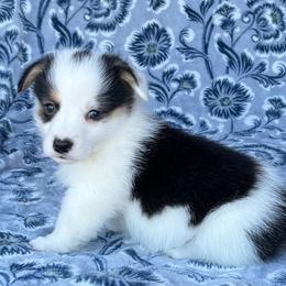 Andy - Black and tan male American Corgi puppy in Washington, Arkansas from Foxy Knoll Farm