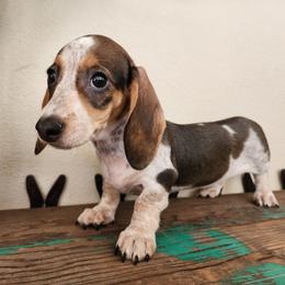 Karen - Piebald female Dachshund puppy in Lindsay, California from Lewis Creek Dachshunds