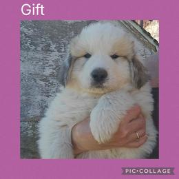 Gift- purple collar - White and badger female Great Pyrenees puppy in Mikado, Michigan from Brittain Family Farm