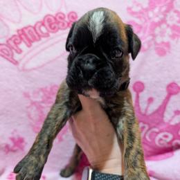 Gizi - Brindle female Boxer puppy in Campbellsville, Kentucky from Bellbox German Boxers
