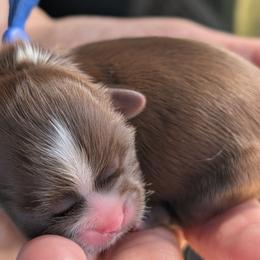 Sawyer - Sable male Shih Tzu puppy in Claxton, Georgia from Small Pawz Shih tzu