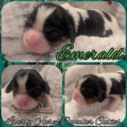 Emerald - Tri-color female Cavalier King Charles Spaniel puppy in Oppelo, Arkansas from Liberty Acres Puppies