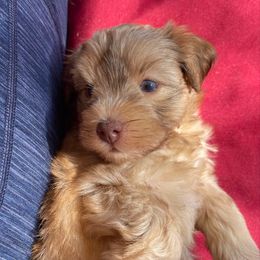 Bashful - Wheaten female Miniature Schnauzer puppy in Brundidge, Alabama from Deez Pups Magnificent Schnauzers