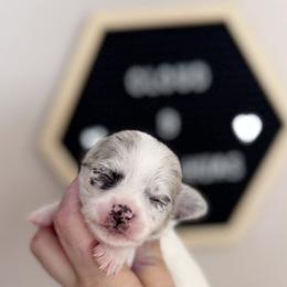 Eddie - Merle male Chihuahua puppy in Harrison, Michigan from Cloud9 Chihuahuas