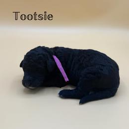 Tootsie - Black and white female Aussiedoodle puppy in Paragould, Arkansas from AC Doodles & Corgis