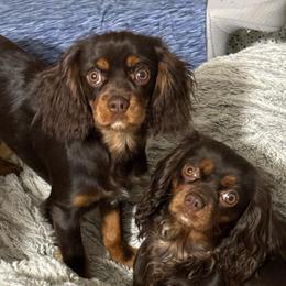 Beans - Cavalier King Charles Spaniel